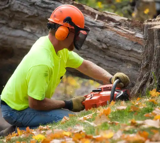 tree services Hampton Bays